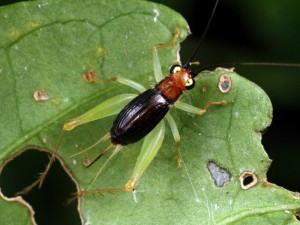 Trigonodium sp., a small cricketfrom Queensland.