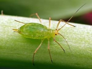 Unknown aphid - Mntrs270813 (1)