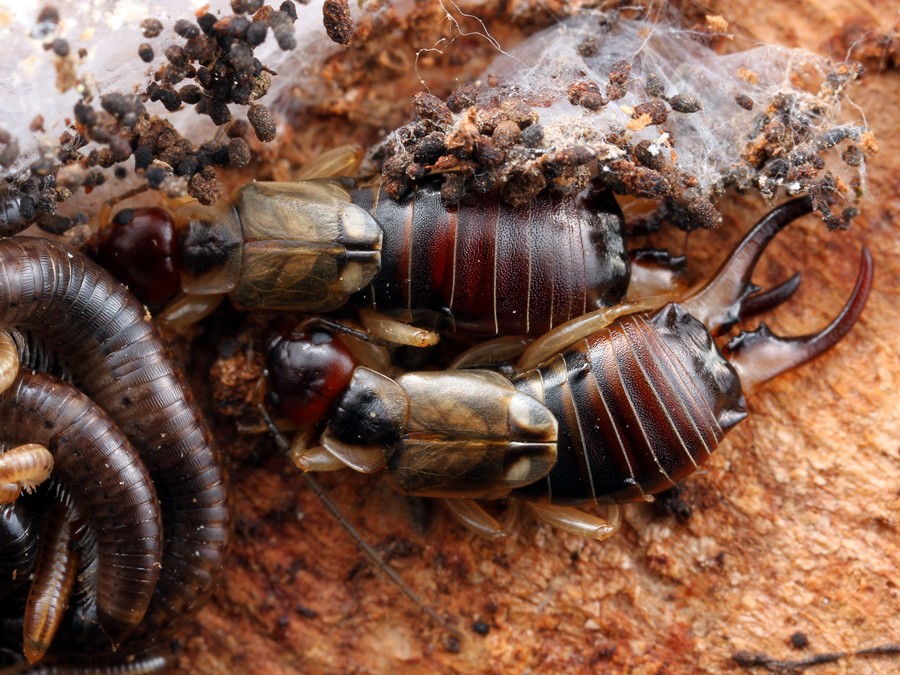 A pair of earwigs, species unknown, found hiding under tree bark in southern Victoria.