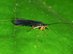 A Caddisfly from a southeast Queensland rainforest.