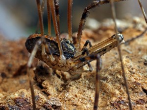 Harvestmen look even stranger thecloser you get to them.