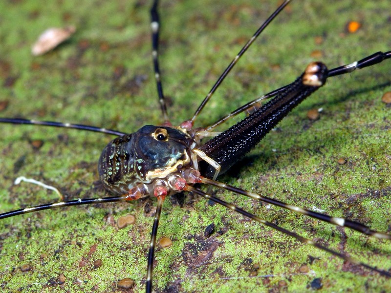 One of the more colourful species of Harvestmen from southeast Queensland.