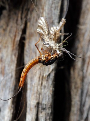 A Mayfly completing its second moult as a winged adult, a trait unique to these insects.