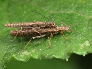 A mating pair of Stoneflies, possibly Dinotoperla sp..