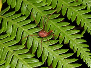 One of the more typical Harvestmen - dull colours and long legs.