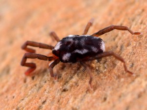 An unidentified tiny mite I found roaming around on a tree trunk.