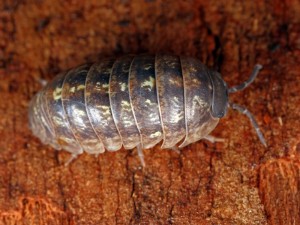 Pill Bug, Armadillidium sp.