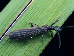 A winged male Web-spinner found near Melbourne, Victoria.