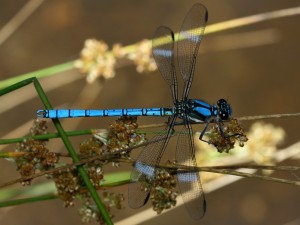 The majestic Whitewater Rockmaster,Diphlebia lestoides, one of theflat-winged damselflies.