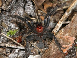 An Australian native Tarantula, possibly a Phlogiellus sp., showing me her large, blood-red fangs.
