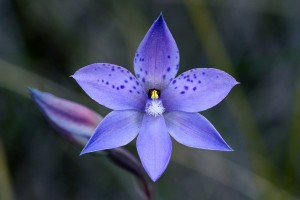 Thelymitra ixioides - Spotted Sun Orchid - Grrwn231014 (5)