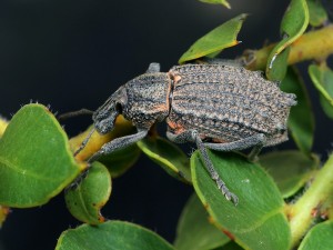 poss Leptopius sp. - PilligaNR091114 (6)