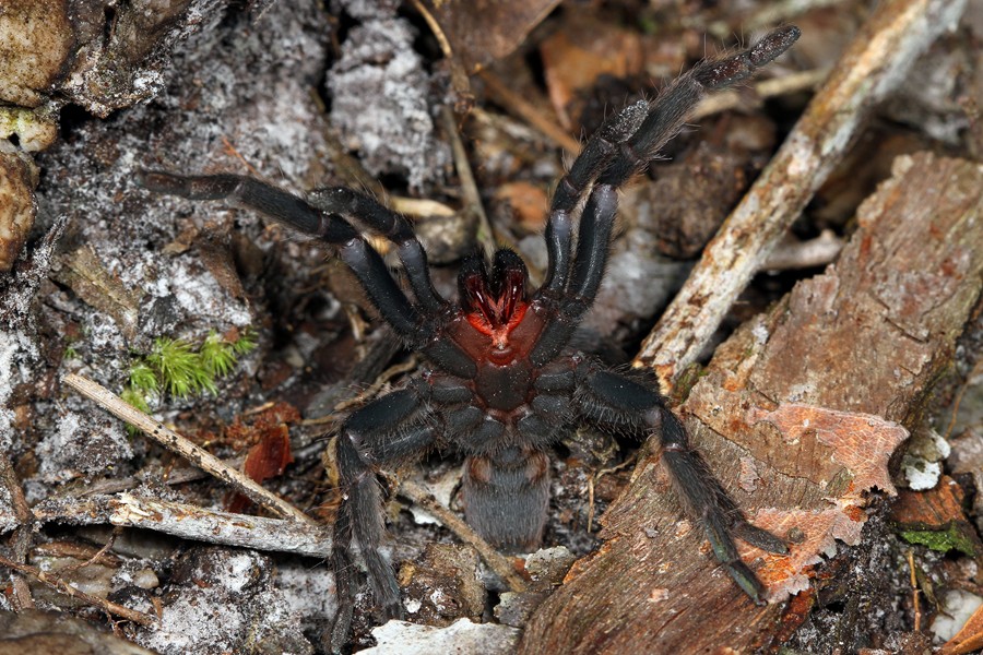 poss Phlogiellus sp. tarantula - Theraphosidae - SrprsCrk221013 (10)