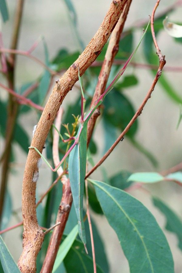 Didymuria violescens - Spur-legged Stick Insect - Tcmwl260215 (3)