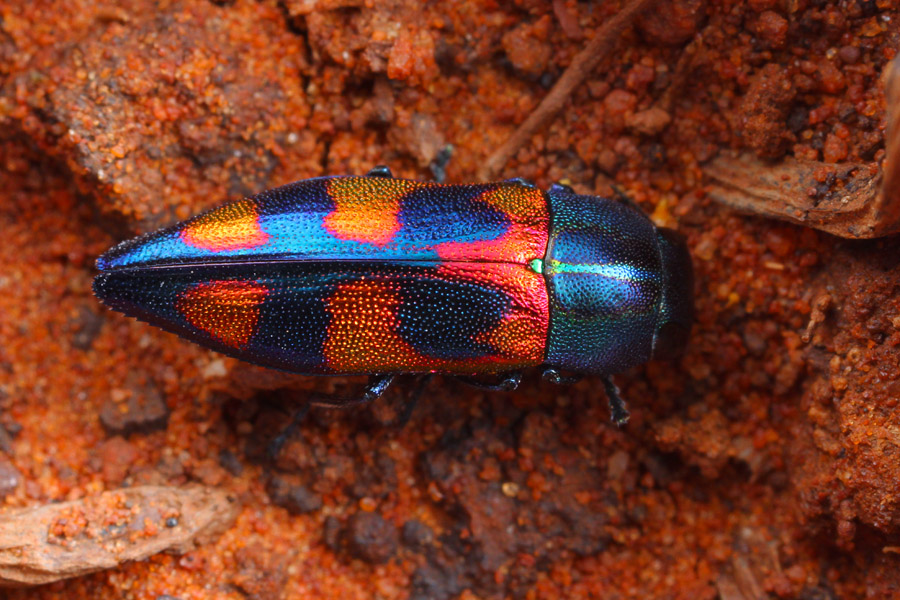 The only jewel beetle (Buprestidae) that I found during the entire trip, but what a beauty! Melobasis gratiosissima speciose.