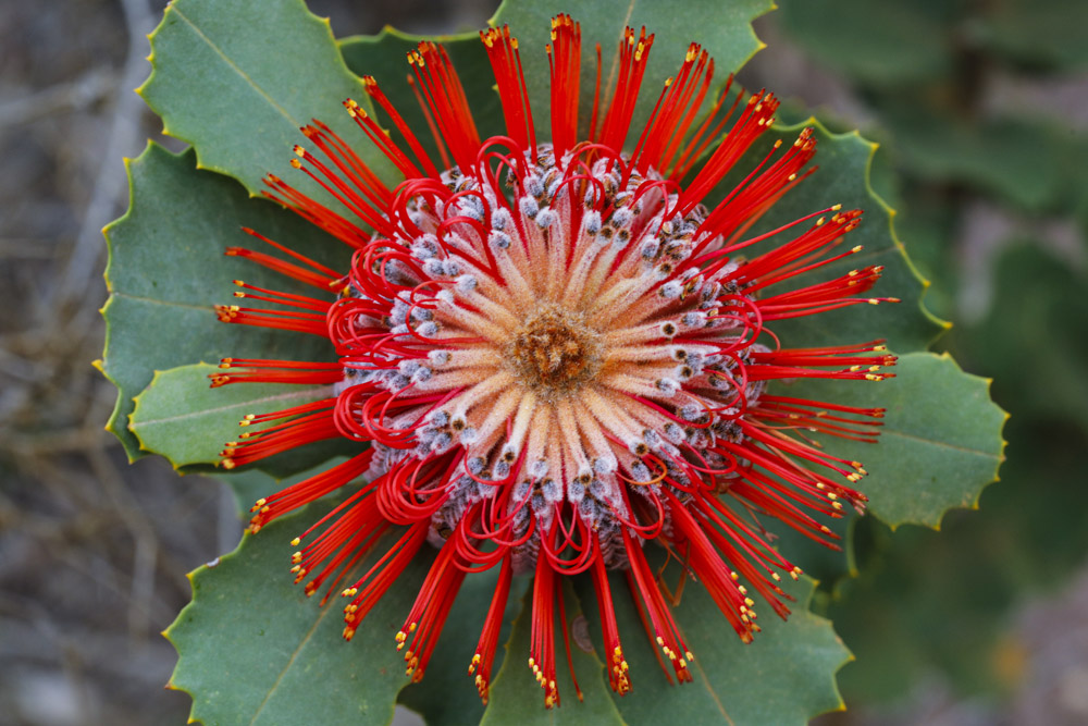 Banksia coccinea - Scarlet Banksia - Stirling Range National Park, Western Australia.
