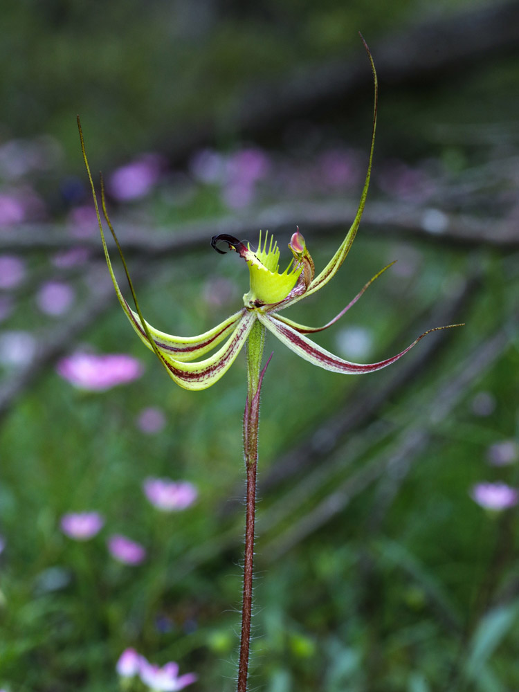 Caladenia falcata - Fringed Mantis Orchid - Stirling Range National Park, Western Australia.