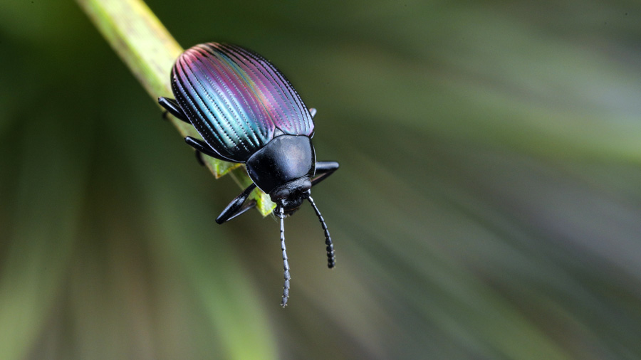 A Tenebrionid beetle, possibly an Amarygmus species.