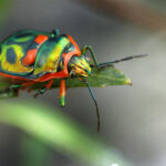Scutiphora pedicellata, a jewel bug.