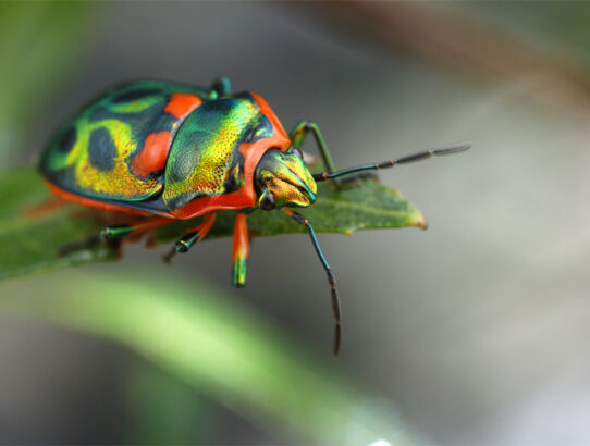 Explore the Photo Gallery