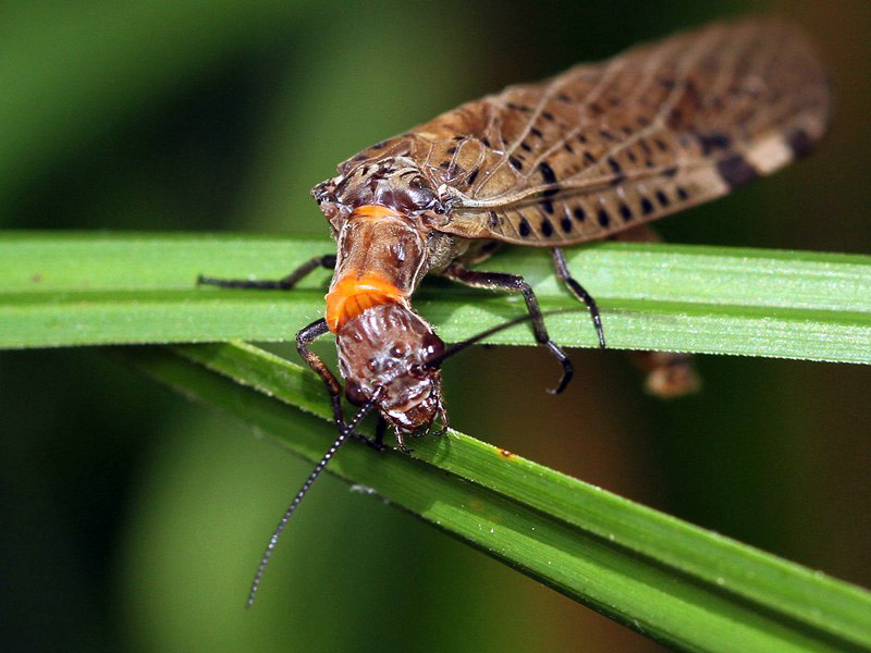 Insects