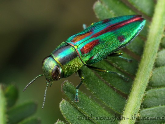 A Feast For The Eyes - Jewel Beetles